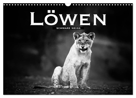 Löwen schwarz weiß (Wandkalender 2024 DIN A3 quer), CALVENDO Monatskalender - Robert Styppa