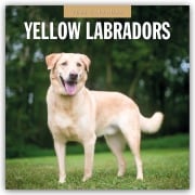 Yellow Labrador Retrievers - Gelber Labrador Retriever 2026 - 16-Monatskalender - Robin Red