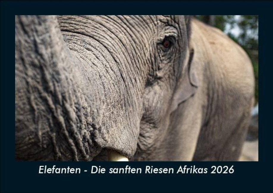 Elefanten - Die sanften Riesen Afrikas 2026 Fotokalender DIN A5 - Tobias Becker