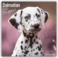 Dalmatian Puppies - Dalmatiner Welpen 2025 - 16-Monatskalender - Avonside Publishing Ltd.