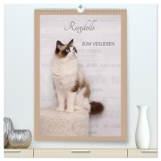 Ragdolls zum Verlieben (hochwertiger Premium Wandkalender 2026 DIN A2 hoch), Kunstdruck in Hochglanz - Marion Reiß-Seibert