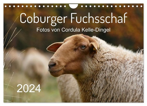 Coburger Fuchsschaf (Wandkalender 2024 DIN A4 quer), CALVENDO Monatskalender - Cordula Kelle-Dingel