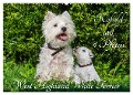 Kobold auf 4 Pfoten - West Highland White Terrier (Wandkalender 2025 DIN A2 quer), CALVENDO Monatskalender - Sigrid Starick