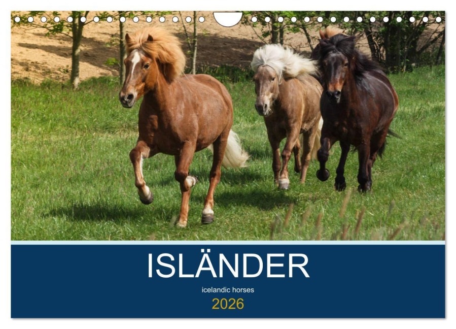 Isländer - icelandic horses (Wandkalender 2026 DIN A4 quer), CALVENDO Monatskalender - Alexandra Hollstein