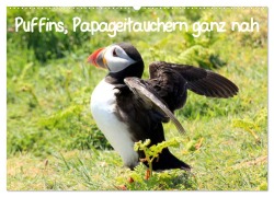 Cover-Bild zum Titel 'Puffins, Papageitauchern ganz nah (Wandkalender 2026 DIN A2 quer), CALVENDO Monatskalender' von 'Natascha Valder'