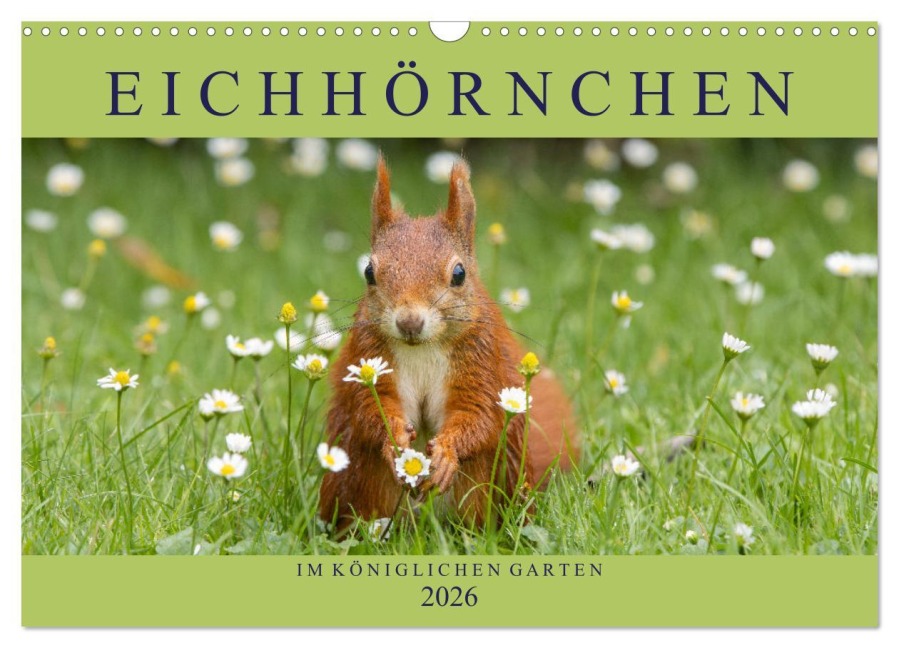 Eichhörnchen im Königlichen Garten (Wandkalender 2026 DIN A3 quer), CALVENDO Monatskalender - Margret Brackhan
