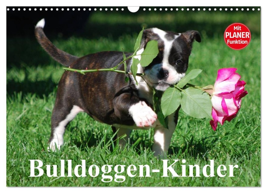 Bulldoggen-Kinder (Wandkalender 2026 DIN A3 quer), CALVENDO Monatskalender - Elisabeth Stanzer