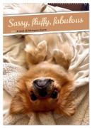 Sassy, fluffy, fabulous - A year of Pekingese charm (Wall Calendar 2026 DIN A2 portrait), CALVENDO 12 Month Wall Calendar - Claudia Schimmack