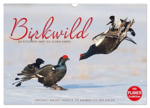 Emotionale Momente: Birkwild (Wandkalender 2024 DIN A3 quer), CALVENDO Monatskalender - Ingo Gerlach