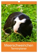 Meerschweinchen Terminplaner (Wandkalender 2026 DIN A3 hoch), CALVENDO Monatskalender - Kattobello Kattobello