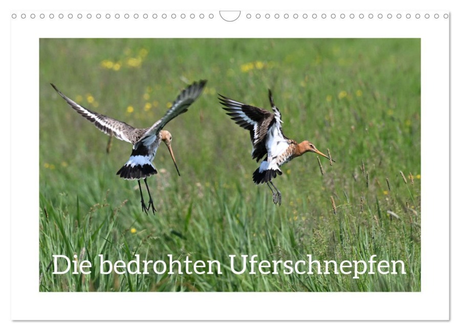 Die bedrohten Uferschnepfen (Wandkalender 2026 DIN A3 quer), CALVENDO Monatskalender - Karsten Jordan