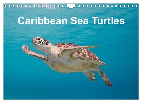 Caribbean Sea Turtles (Wall Calendar 2025 DIN A4 landscape), CALVENDO 12 Month Wall Calendar - Yvonne Tilo Kühnast - naturepics