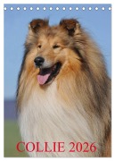 Cover-Bild zum Titel 'Collie 2026 (Tischkalender 2026 DIN A5 hoch), CALVENDO Monatskalender' von 'Sigrid Starick'