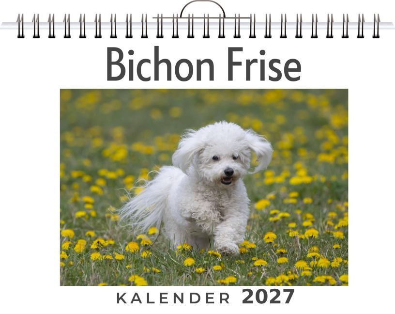 Bichon Frise - Felix Kaiser