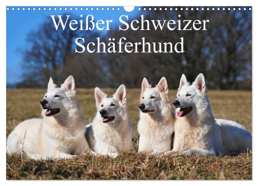Weißer Schweizer Schäferhund (Wandkalender 2026 DIN A3 quer), CALVENDO Monatskalender - Sigrid Starick