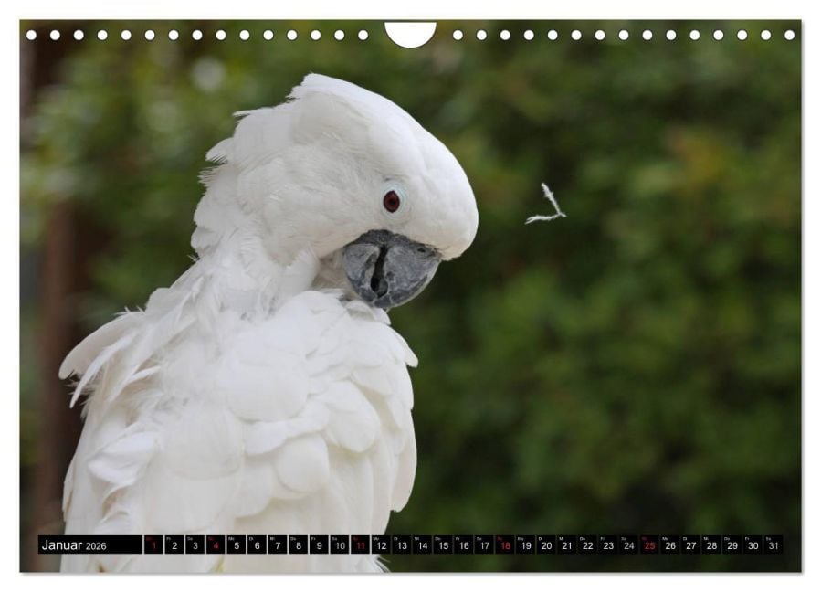 InsideView 6