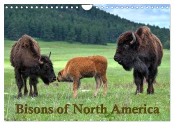 Cover-Bild zum Titel 'Bisons of North America (Wall Calendar 2026 DIN A4 landscape), CALVENDO 12 Month Wall Calendar' von 'Dieter Wilczek'