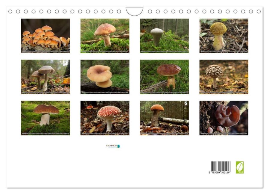 InsideView 5