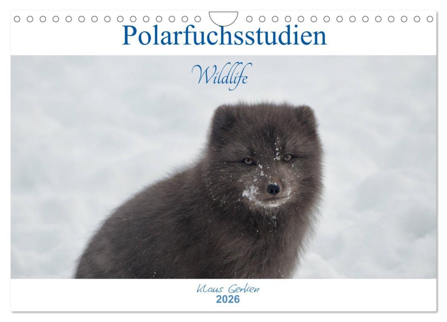 Polarfuchsstudien Wildlife (Wandkalender 2026 DIN A4 quer), CALVENDO Monatskalender - Klaus Gerken