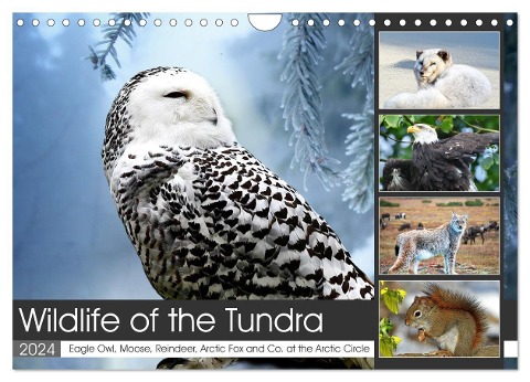 Wildlife of the Tundra (Wall Calendar 2024 DIN A4 landscape), CALVENDO 12 Month Wall Calendar - Claudia Kleemann