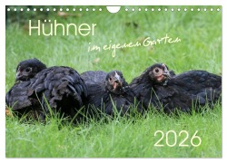 Hühner im eigenen Garten (Wandkalender 2026 DIN A4 quer), CALVENDO Monatskalender - Nicole Stephan