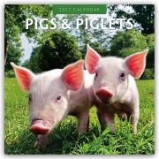 Cover-Bild zum Titel 'Pigs & Piglets - Schweine & Ferkel 2027 - 16-Monatskalender' von 'Robin Red'