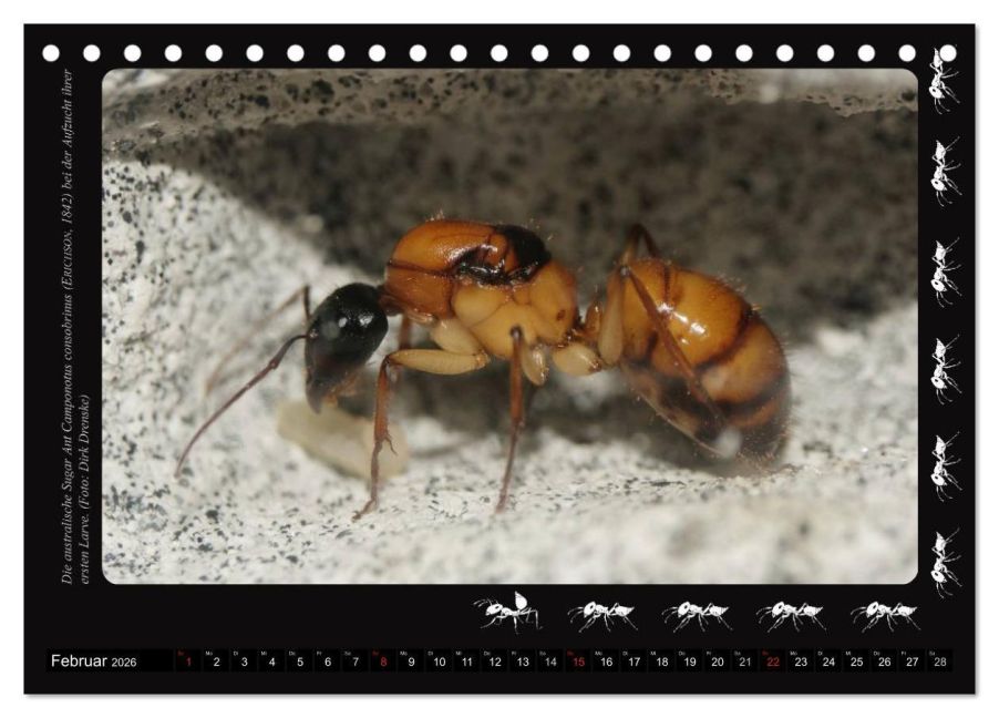 InsideView 7