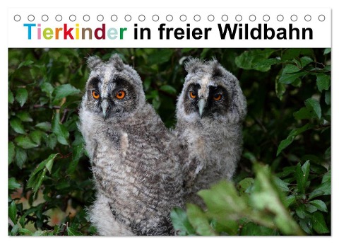 Tierkinder in freier Wildbahn (Tischkalender 2025 DIN A5 quer), CALVENDO Monatskalender - Günter Bachmeier