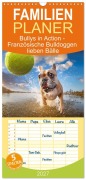Cover-Bild zum Titel 'Familienplaner 2027 - Bullys in Action - Französische Bulldoggen lieben Bälle mit 5 Spalten (Wandkalender, 21 x 45 cm) CALVENDO' von 'Fotodesign Verena Scholze'