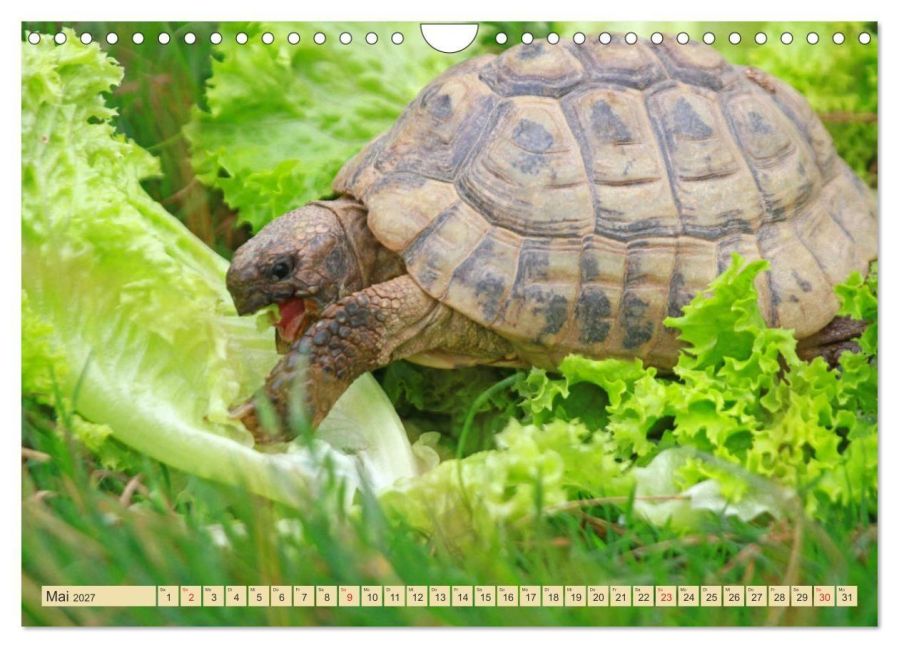 InsideView 10