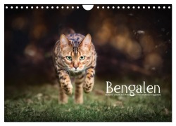 Cover-Bild zum Titel 'Bengalen Outdoor und Action (Wandkalender 2026 DIN A4 quer), CALVENDO Monatskalender' von 'Andreas Krappweis'