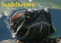 Schildkröten (Wandkalender immerwährend DIN A3 quer) - Elisabeth Stanzer