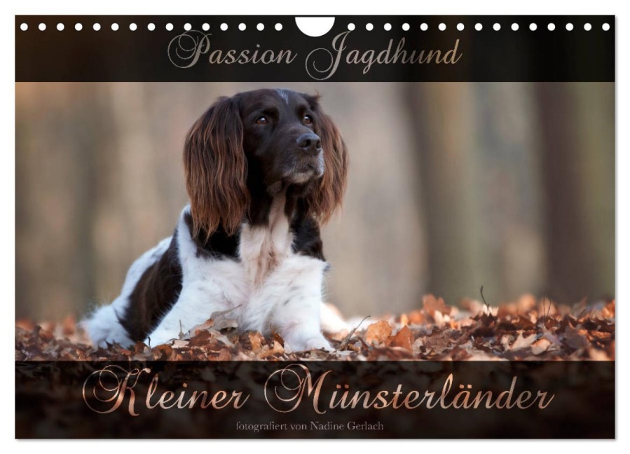 Passion Jagdhund - Kleiner Münsterländer (Wandkalender 2026 DIN A4 quer), CALVENDO Monatskalender - Nadine Gerlach