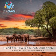 Cover-Bild zum Titel 'Animals of the savannah' von 'KidsChoice'