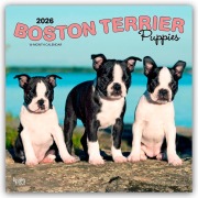 Cover-Bild zum Titel 'Boston Terrier Puppies - Boston Terrier Welpen 2026 - 16-Monatskalender' von 'Browntrout Publishers'