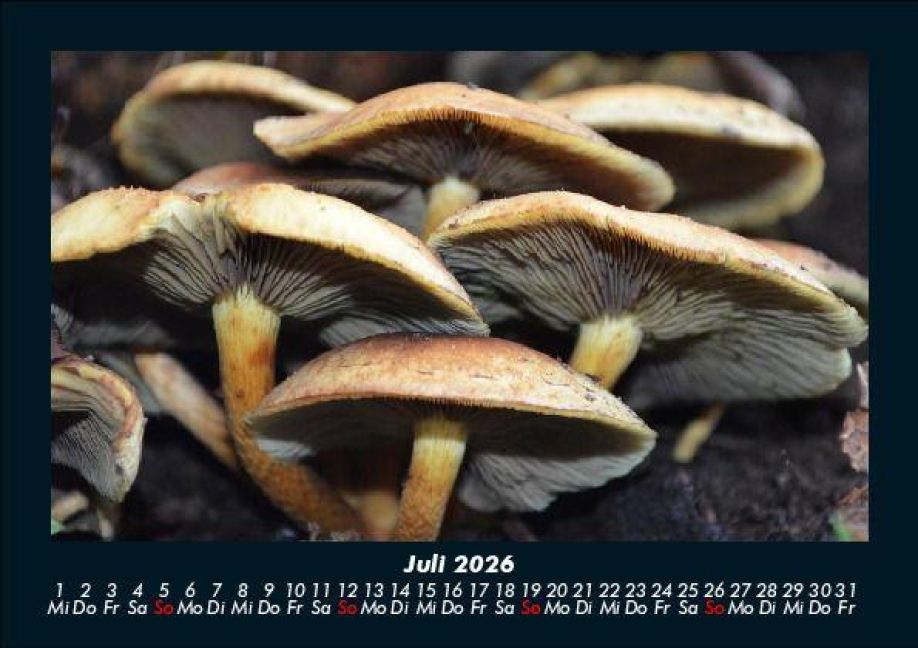 InsideView 11