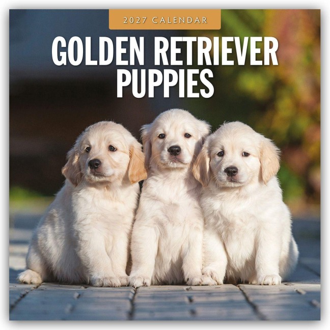 Golden Retriever Puppies - Golden Retriever Welpen 2027 - 16-Monatskalender - Robin Red