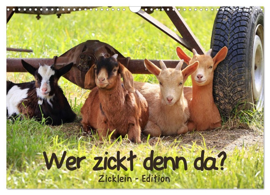 Wer zickt denn da? - Zicklein-Edition (Wandkalender 2026 DIN A3 quer), CALVENDO Monatskalender - Sabine Löwer
