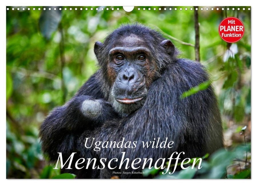 Ugandas wilde Menschenaffen (Wandkalender 2025 DIN A3 quer), CALVENDO Monatskalender - Jürgen Ritterbach