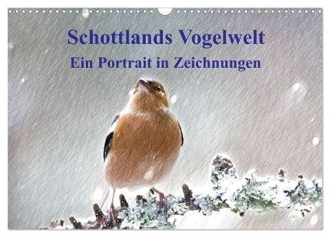 Schottlands Vogelwelt - Ein Porträt in Zeichnungen (Wandkalender 2025 DIN A3 quer), CALVENDO Monatskalender - Friederike Küster