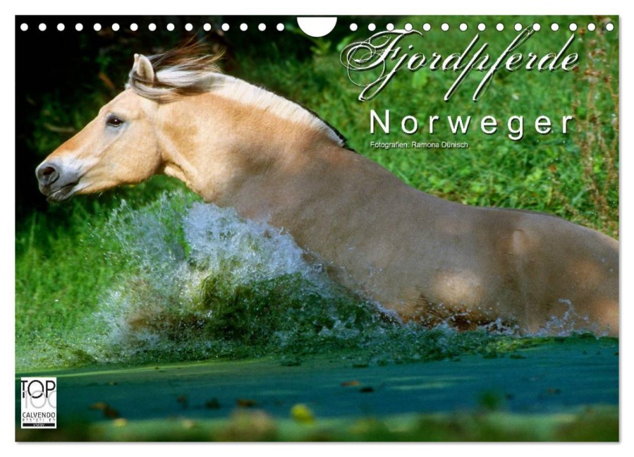 Fjordpferde - Norweger (Wandkalender 2026 DIN A4 quer), CALVENDO Monatskalender - Ramona Dünisch - Www. Ramona-Duenisch. De