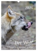 Cover-Bild zum Titel 'Der Wolf - Isegrim in den heimischen Wäldern - Kalender 2026 (Wandkalender 2026 DIN A3 hoch), CALVENDO Monatskalender' von 'Angela Rohde'