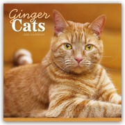 Cover-Bild zum Titel 'Ginger Cats - Rothaarige Katzen 2026 - Wand-Kalender' von 'Carousel Calendar'