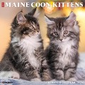 Just Maine Coon Kittens 2024 12 X 12 Wall Calendar - Willow Creek Press