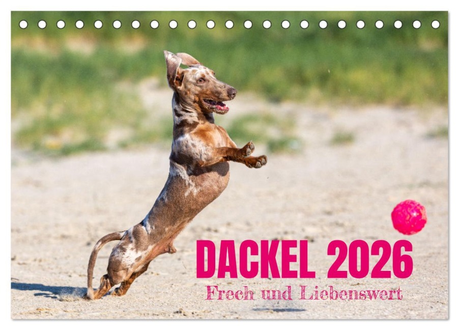 DACKEL 2026 Frech und Liebenwert (Tischkalender 2026 DIN A5 quer), CALVENDO Monatskalender - Annett Mirsberger Tierpfoto