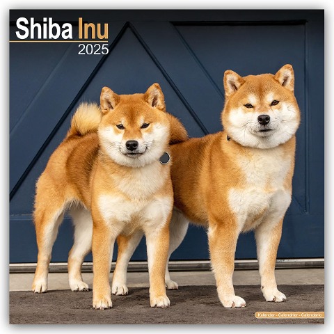 Shiba Inu 2025 - 16-Monatskalender - Avonside Publishing Ltd