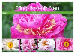 Pfingstrosenblüten (Wandkalender 2025 DIN A2 quer), CALVENDO Monatskalender - Gisela Kruse