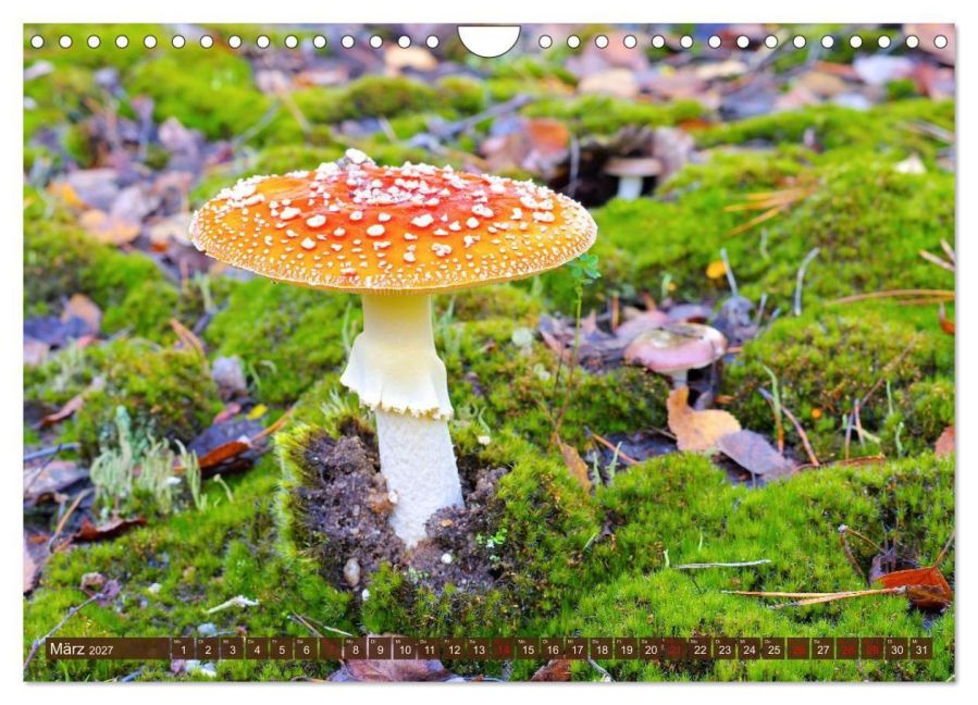 InsideView 8