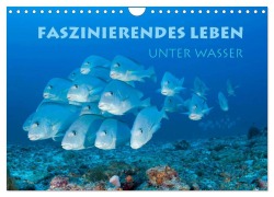 Cover-Bild zum Titel 'Faszinierendes Leben unter Wasser (Wandkalender 2026 DIN A4 quer), CALVENDO Monatskalender' von 'Stephan Peyer'