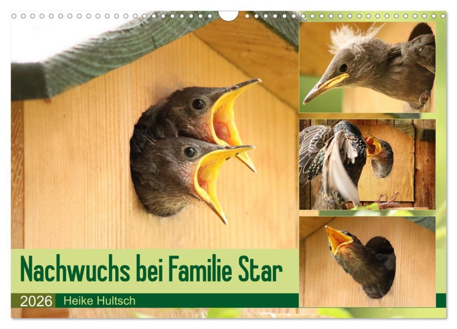 Nachwuchs bei Familie Star (Wandkalender 2026 DIN A3 quer), CALVENDO Monatskalender - Heike Hultsch